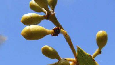 What grows here? featured image