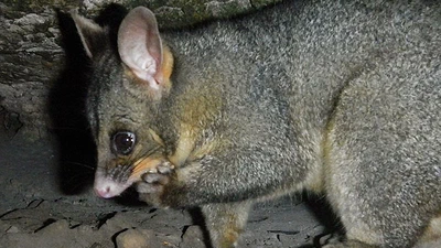 What lives here? featured image