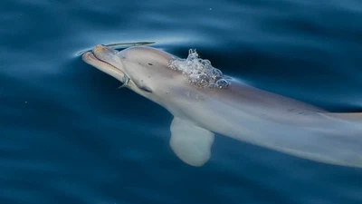 Helping the dolphins featured image