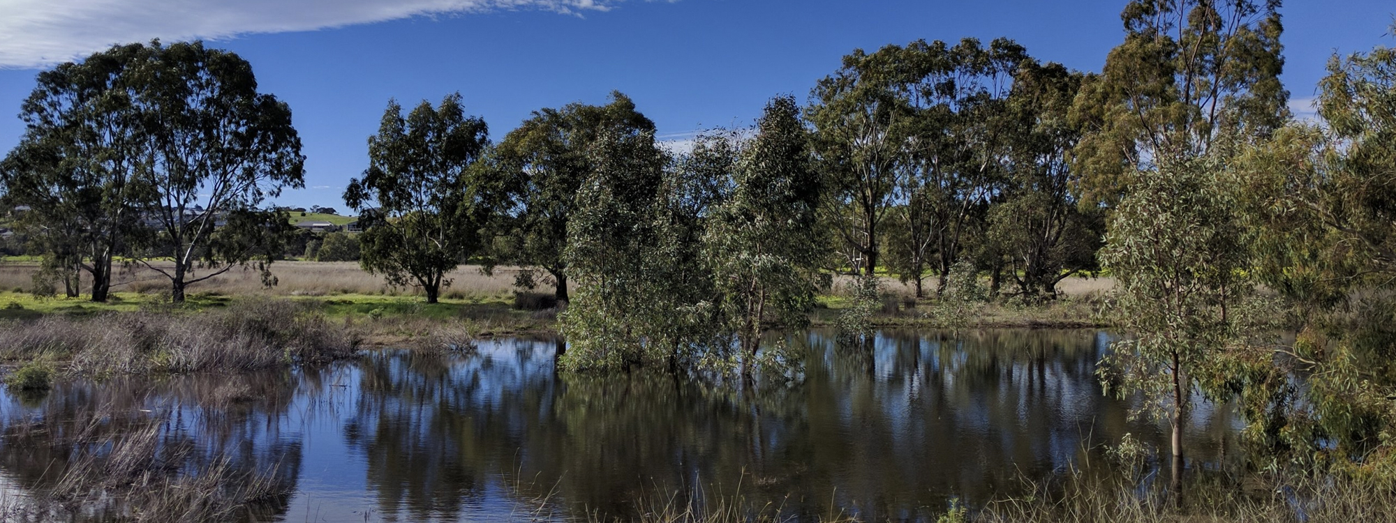 Wetland restoration — Growing Data Foundation