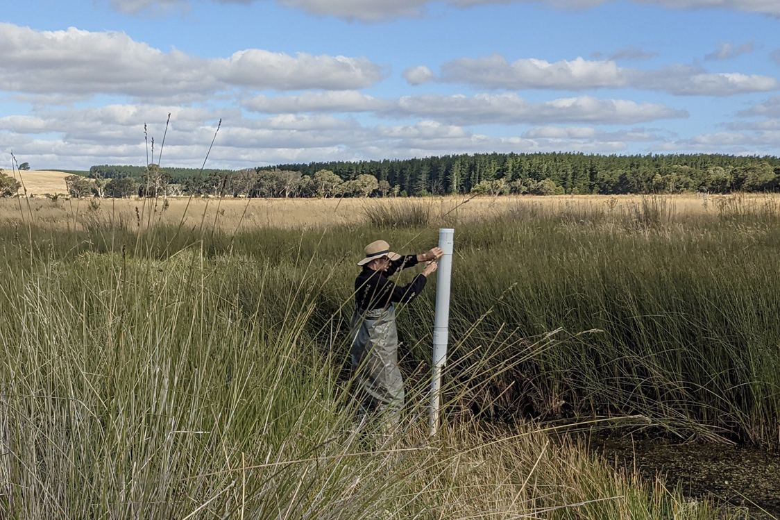 Sensor installation across the swamp with Mount Burr pine plantation in the background