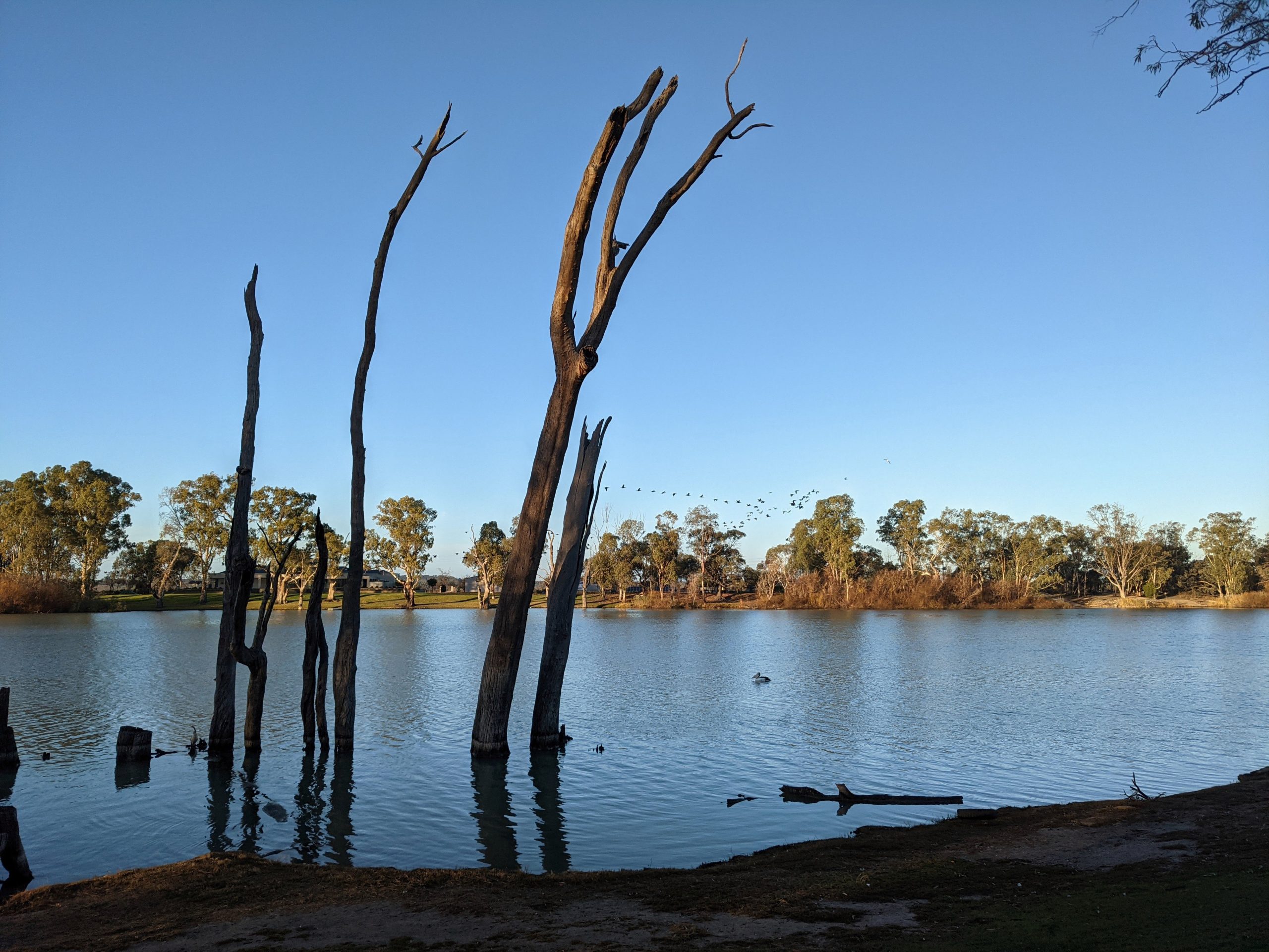 Flooded River Murray wetlands with standing dead timber, South Australia