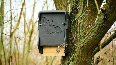 The Bat-Brain Project: Smarter Conservation for Our Microbats featured image