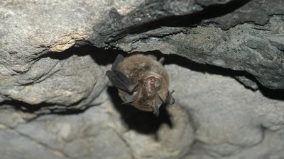 Bat-Brain: Smart Microbat Monitoring featured image