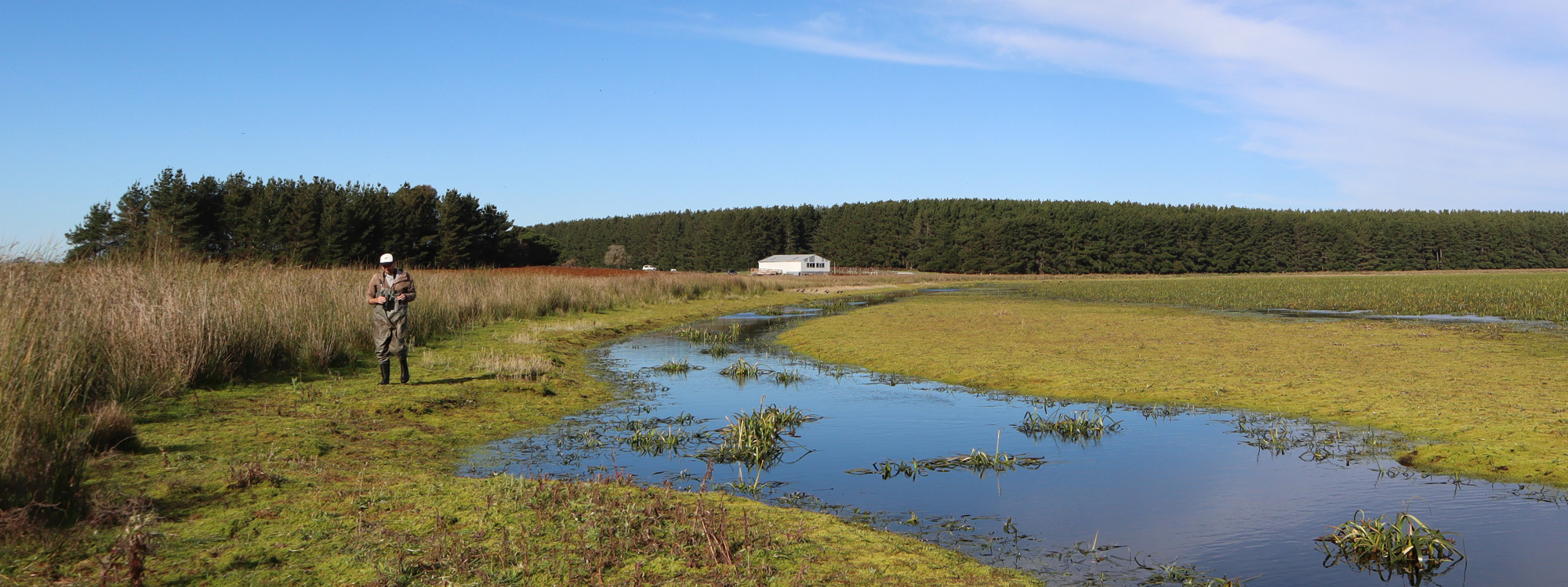 Read more about the article Mount Burr Wetland Restoration
