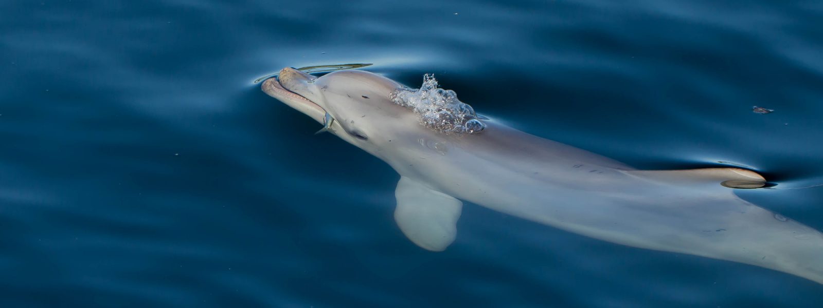 gdf_helping-the-dolphins_01 gdf_helping-the-dolphins_01